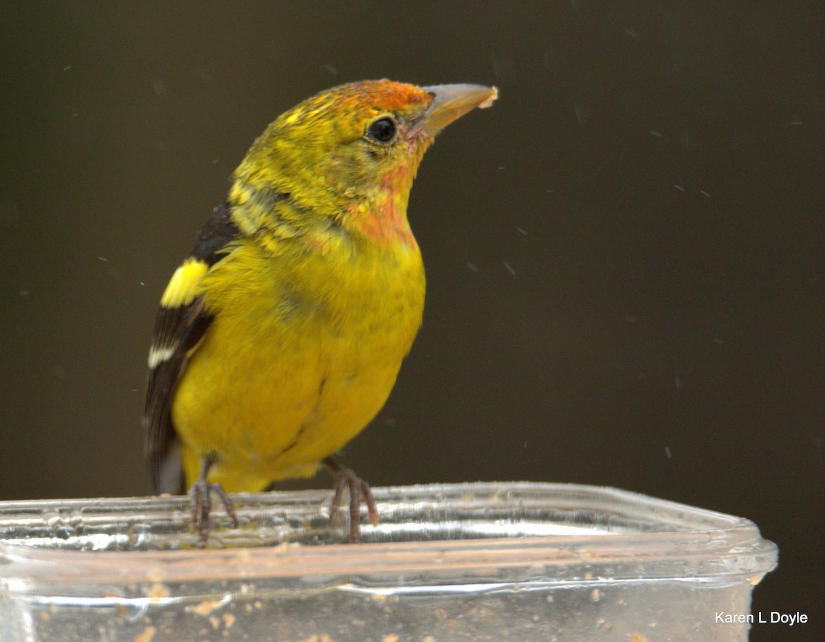 Western Tanager - ML52509421