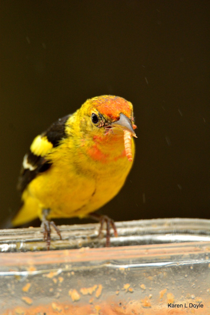 Western Tanager - ML52509431