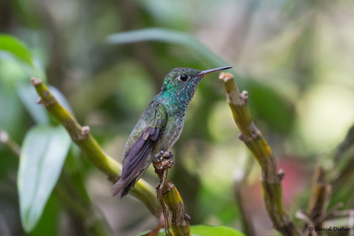 Versicolored Emerald - David Disher