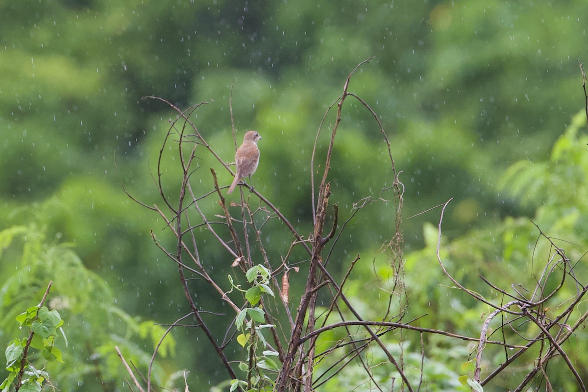 Brown Shrike - ML525098101