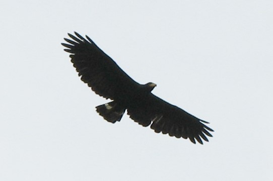 Common Black Hawk - ML525098811