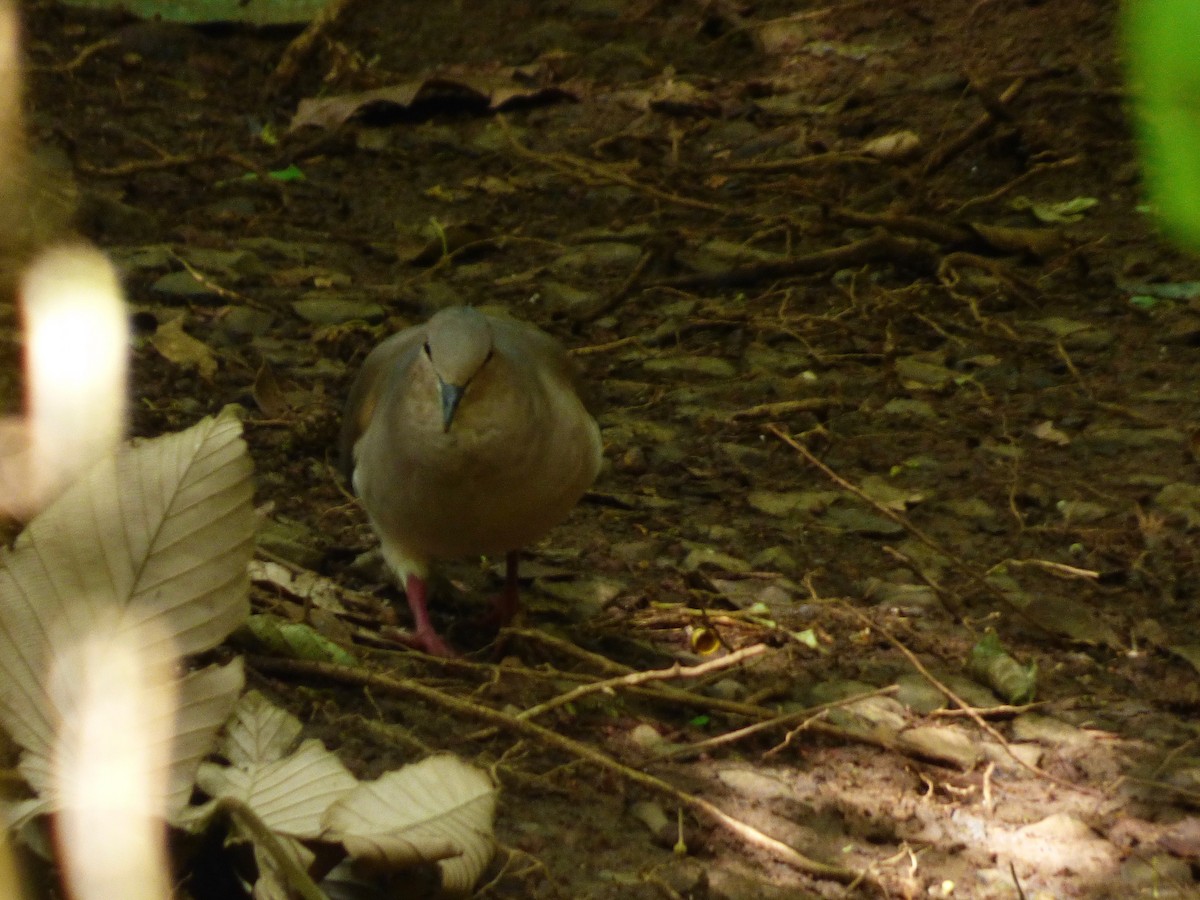 White-tipped Dove - ML52509991