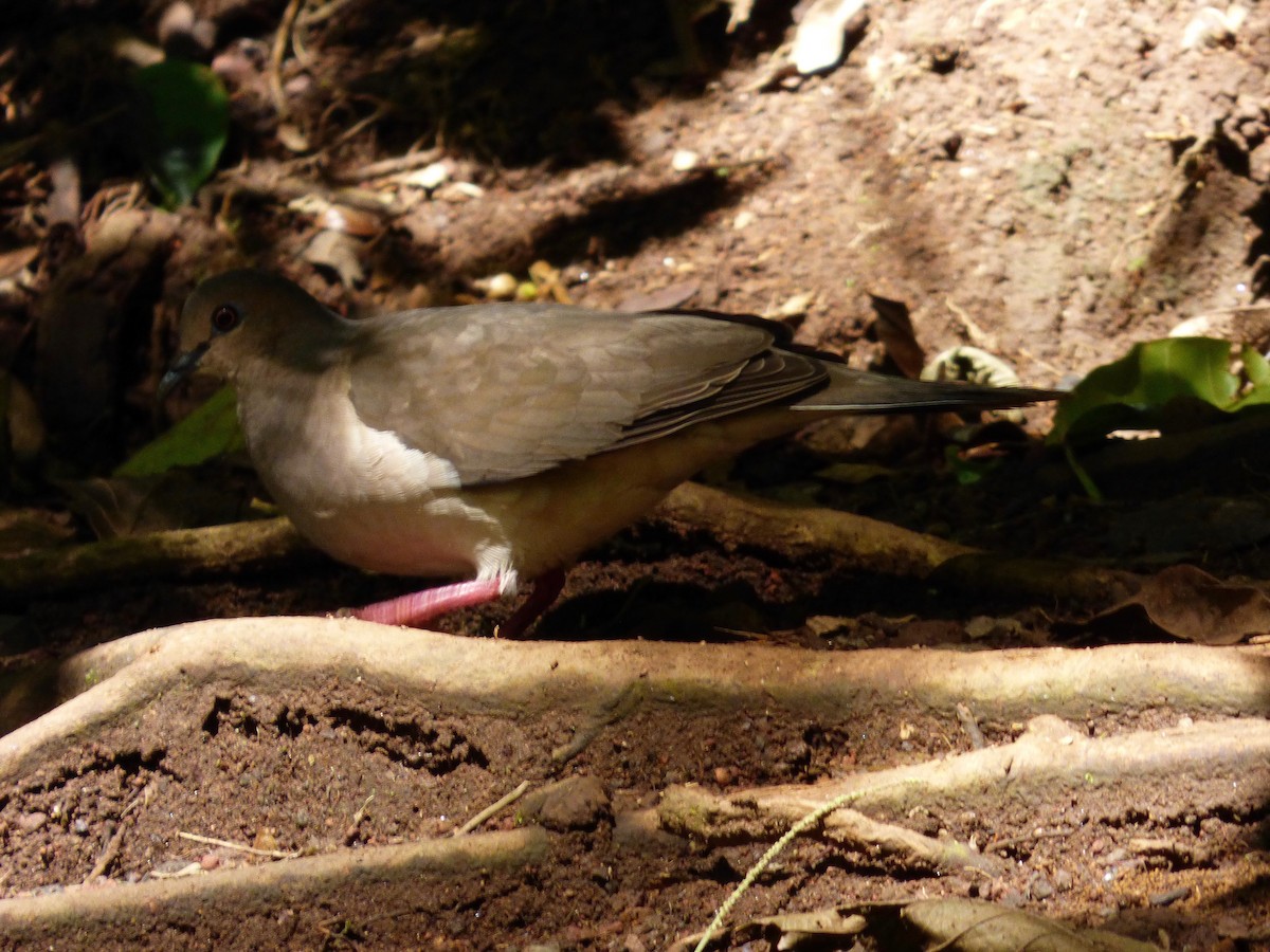 White-tipped Dove - ML52510091