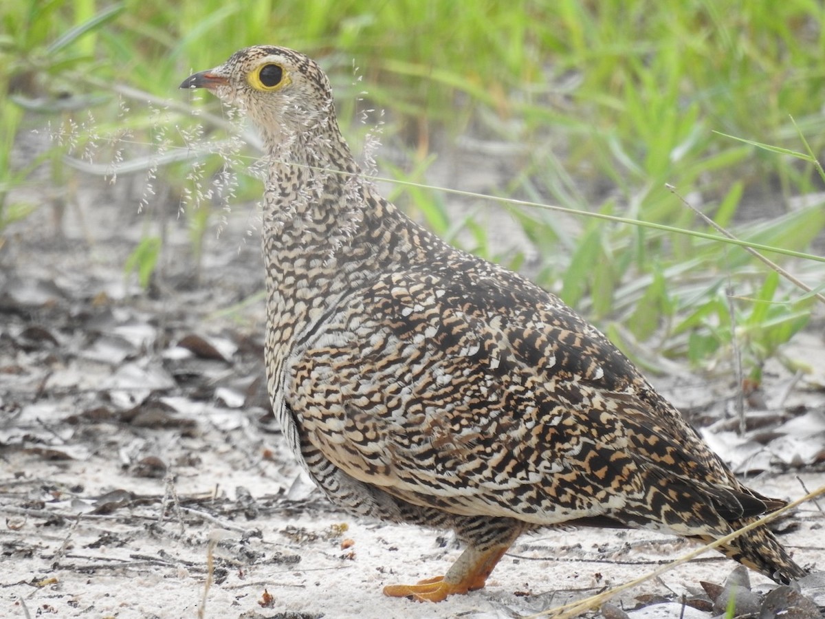 Double-banded Sandgrouse - ML525101791