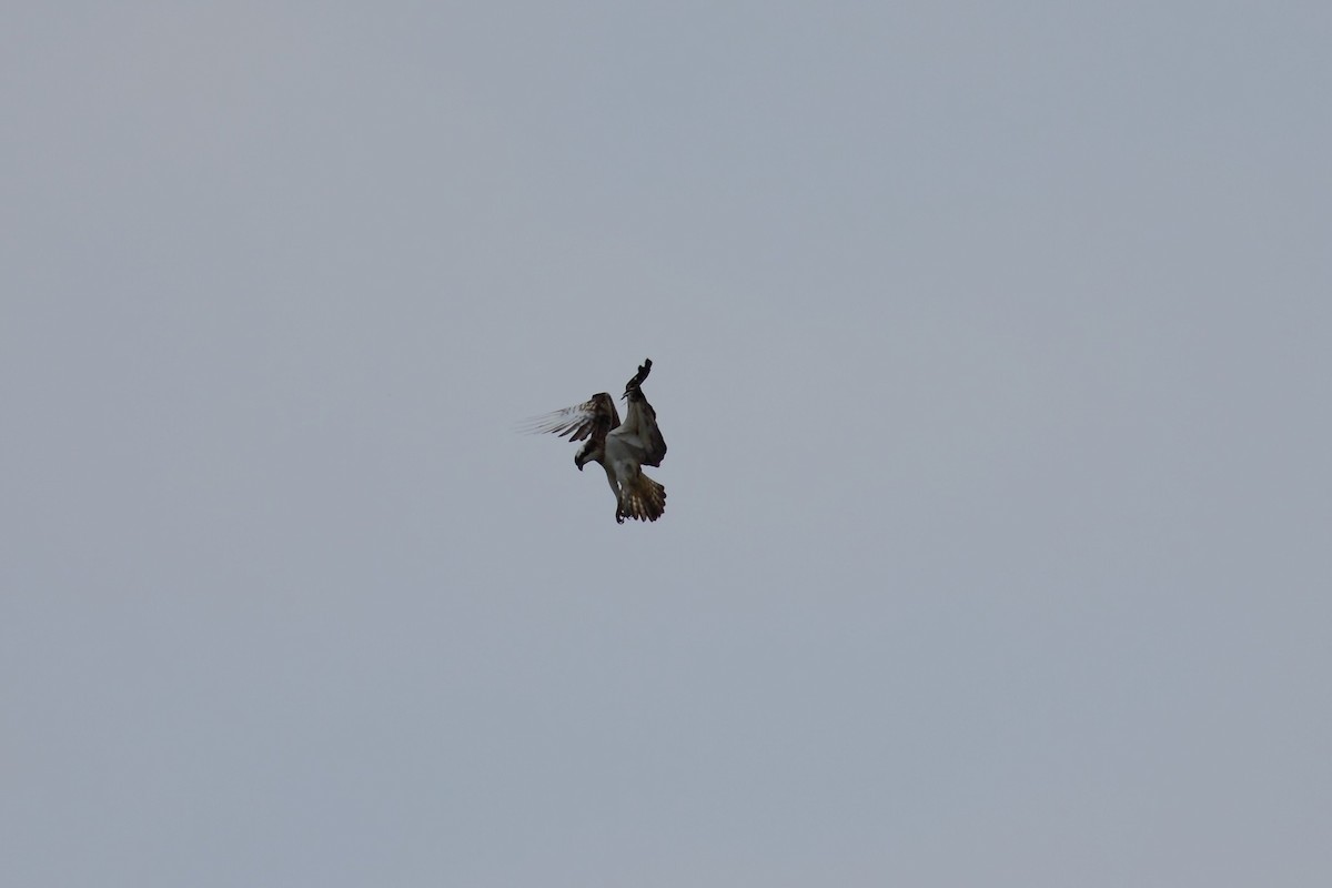 魚鷹(haliaetus) - ML525101881