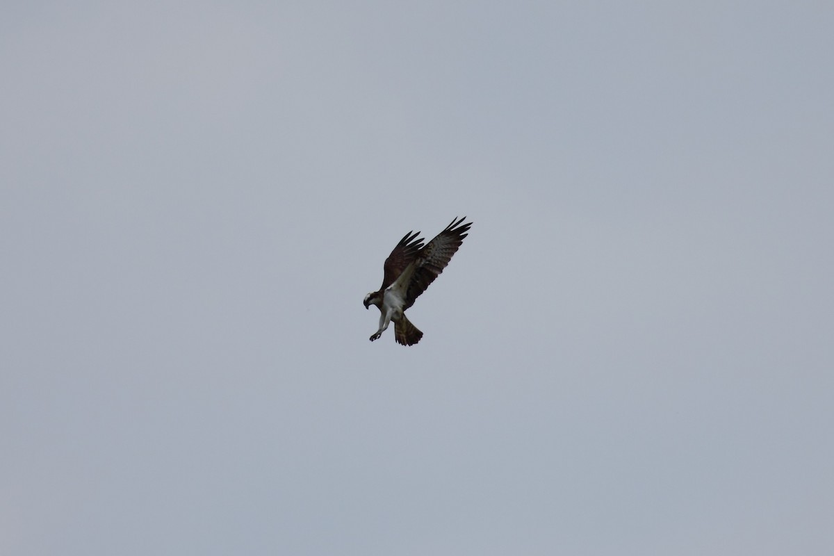 魚鷹(haliaetus) - ML525101891