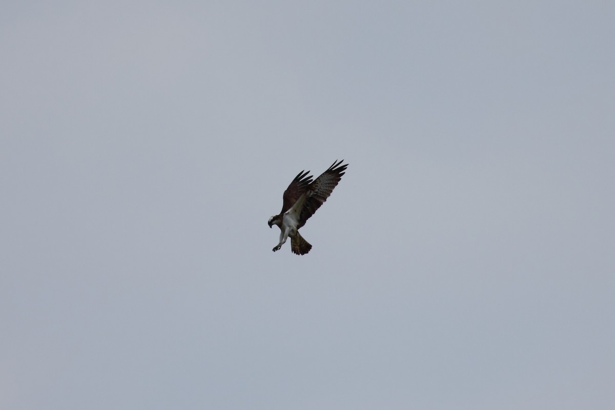 Balbuzard pêcheur (haliaetus) - ML525101891