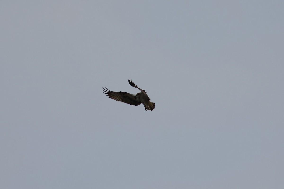 Osprey (haliaetus) - ML525101901