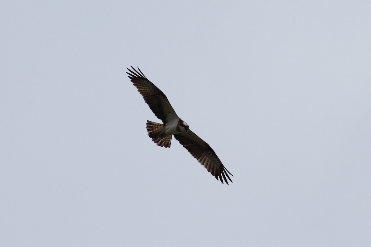 魚鷹(haliaetus) - ML525101911
