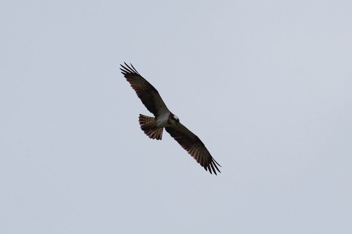 Arrano arrantzalea (haliaetus) - ML525101911