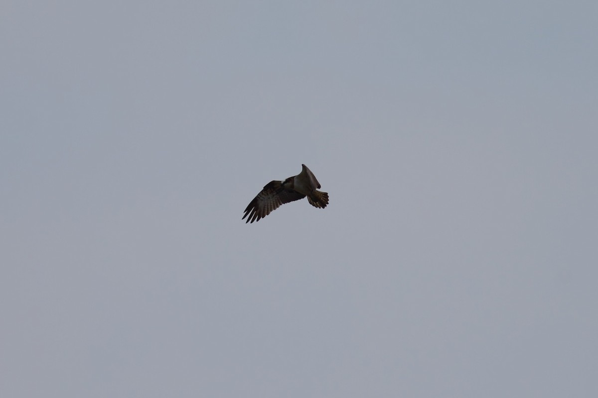 Balbuzard pêcheur (haliaetus) - ML525101921