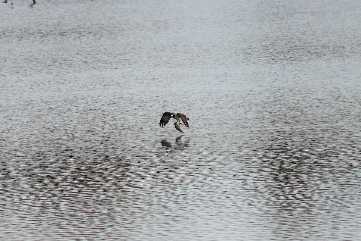 魚鷹(haliaetus) - ML525101941