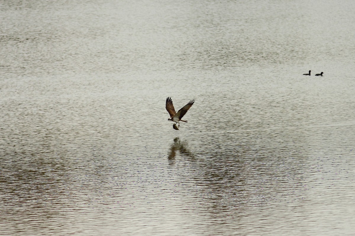 魚鷹(haliaetus) - ML525101951