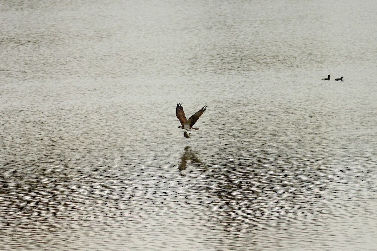 Osprey (haliaetus) - ML525101951