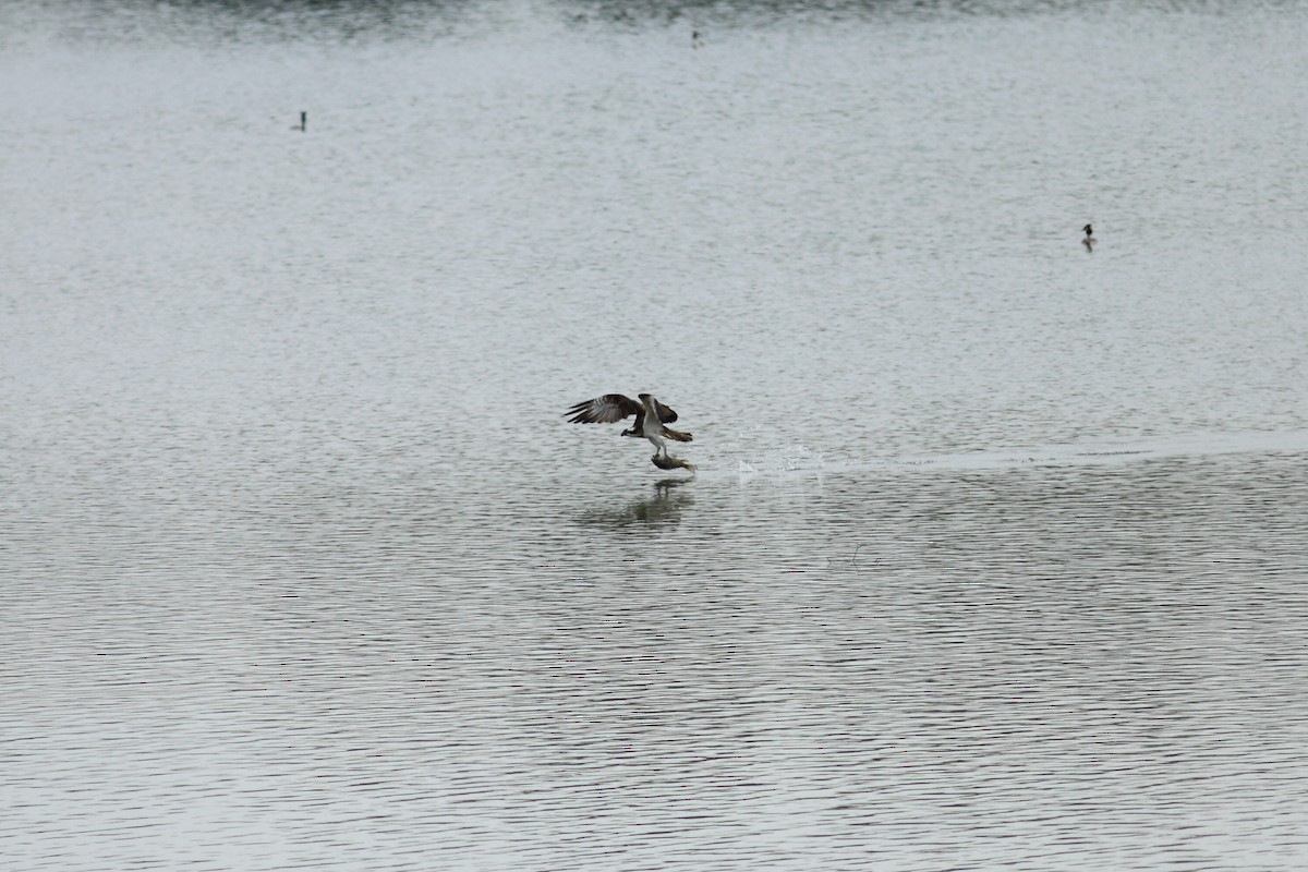 Balbuzard pêcheur (haliaetus) - ML525101961