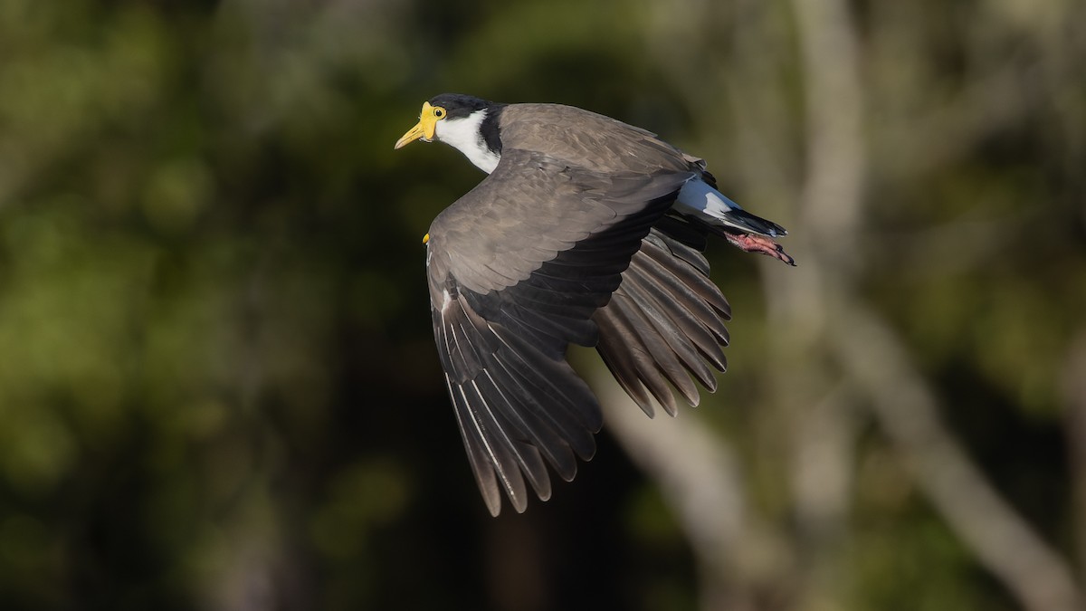 Masked Lapwing - ML525102031