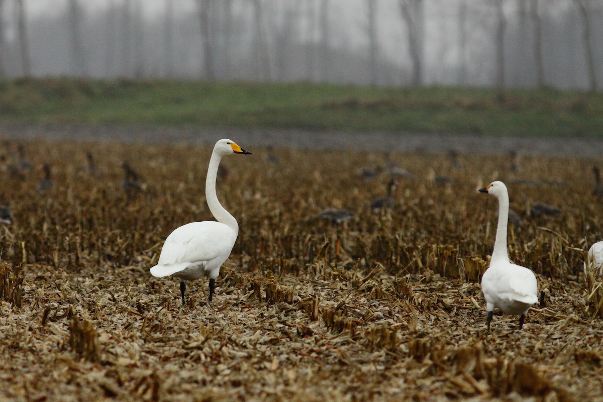 Whooper Swan - ML525103231