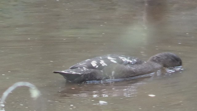 African Black Duck - ML525103471