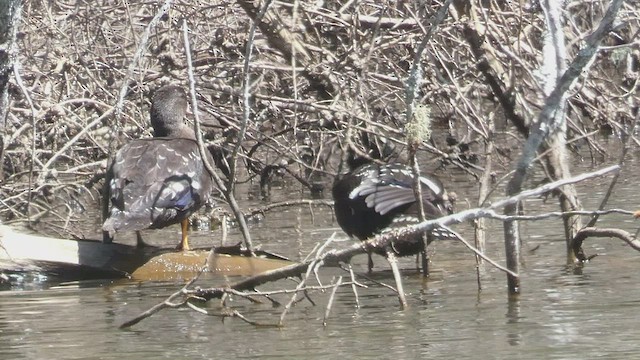 Canard noirâtre - ML525103481