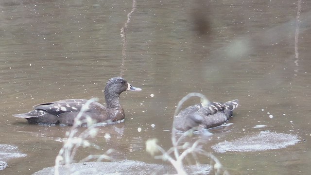 Canard noirâtre - ML525103491