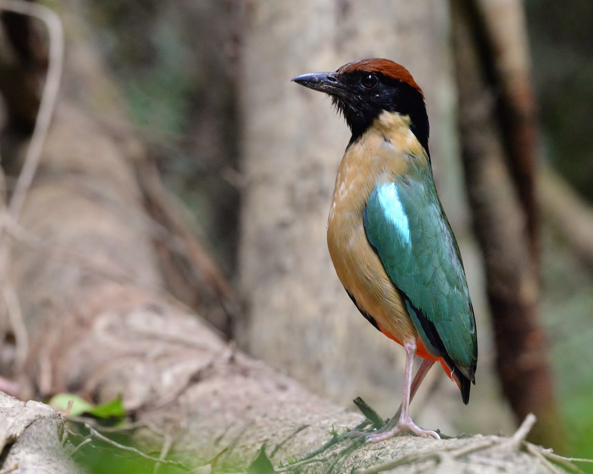 Noisy Pitta - ML525103511
