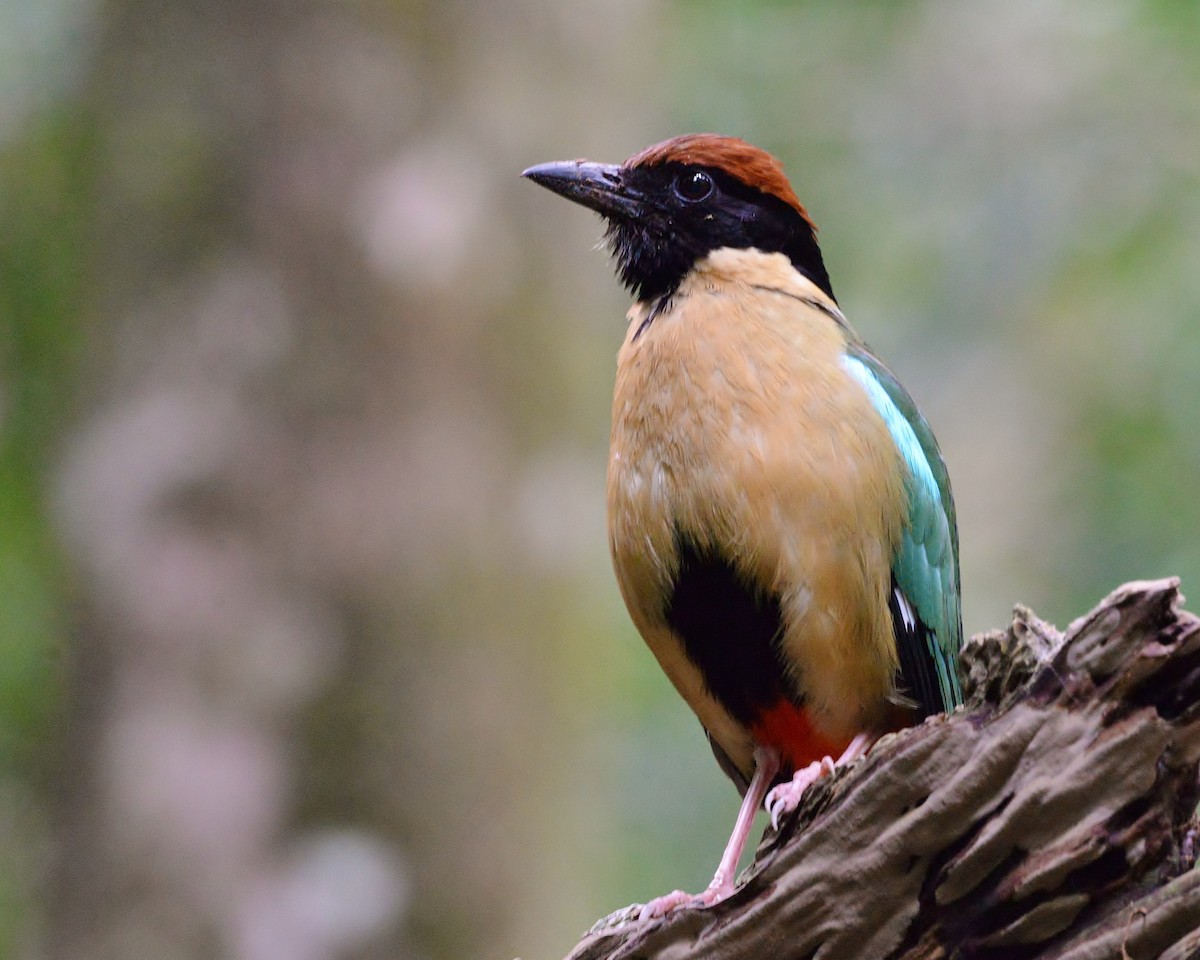 Noisy Pitta - ML525103521