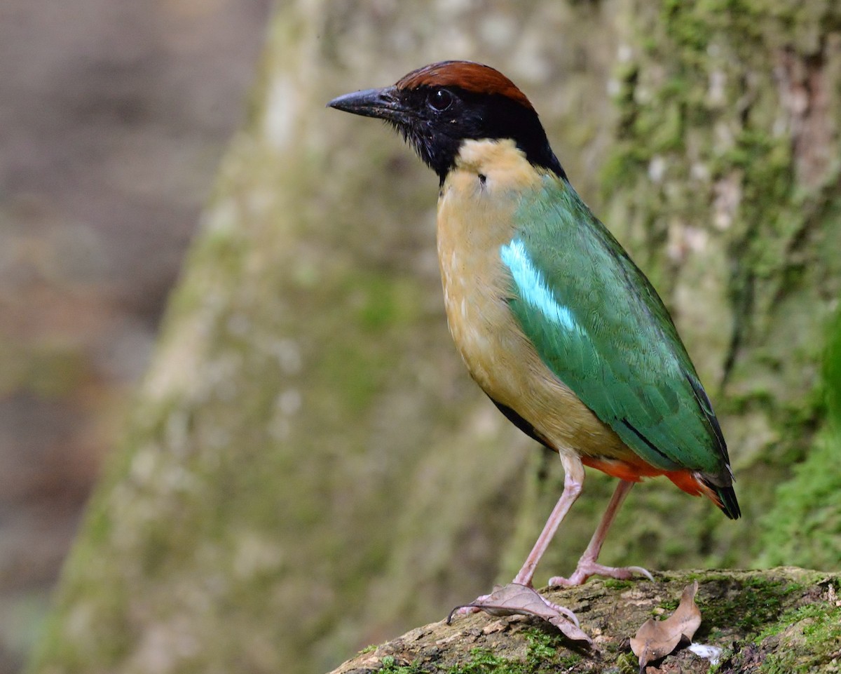 Noisy Pitta - ML525103531