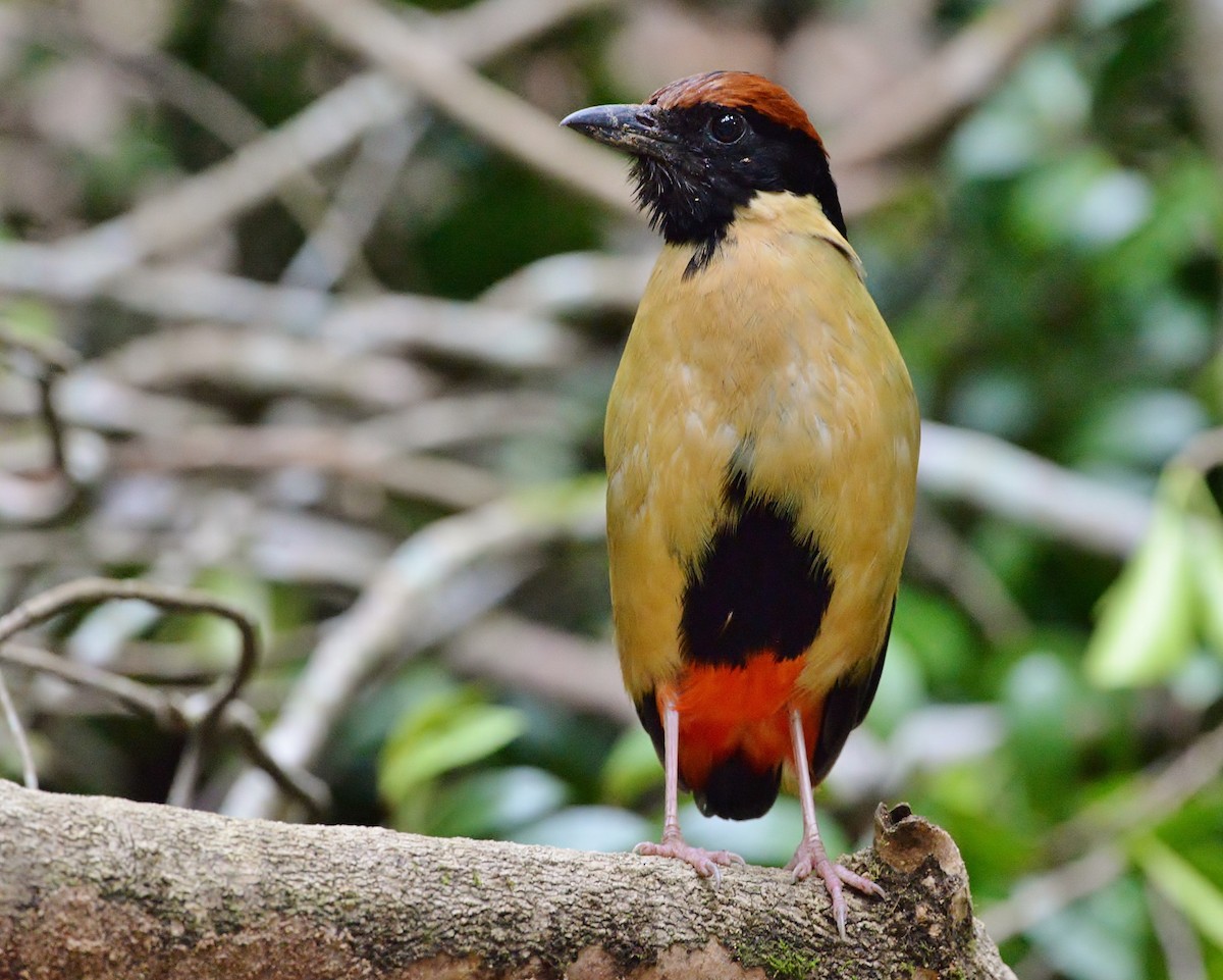 Noisy Pitta - ML525103541