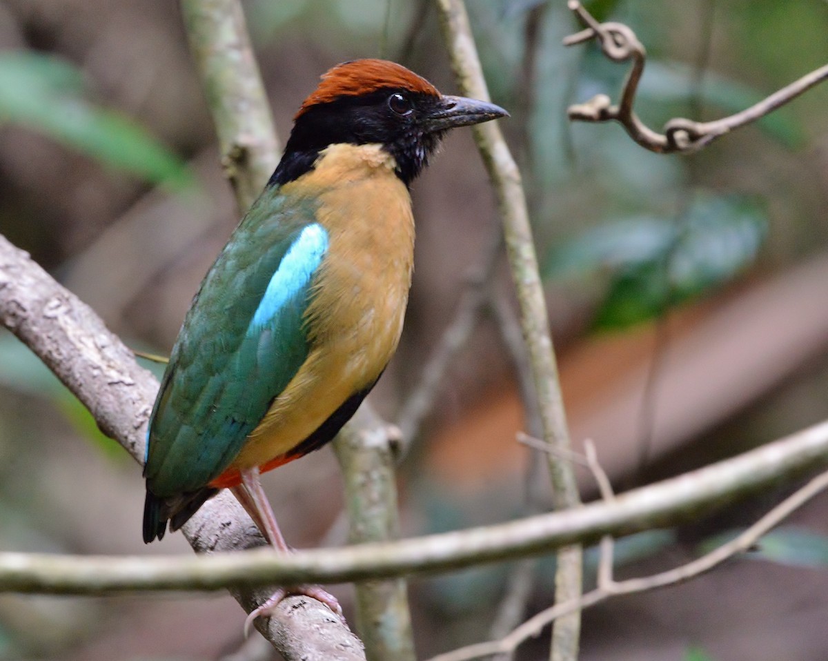 Noisy Pitta - ML525103551