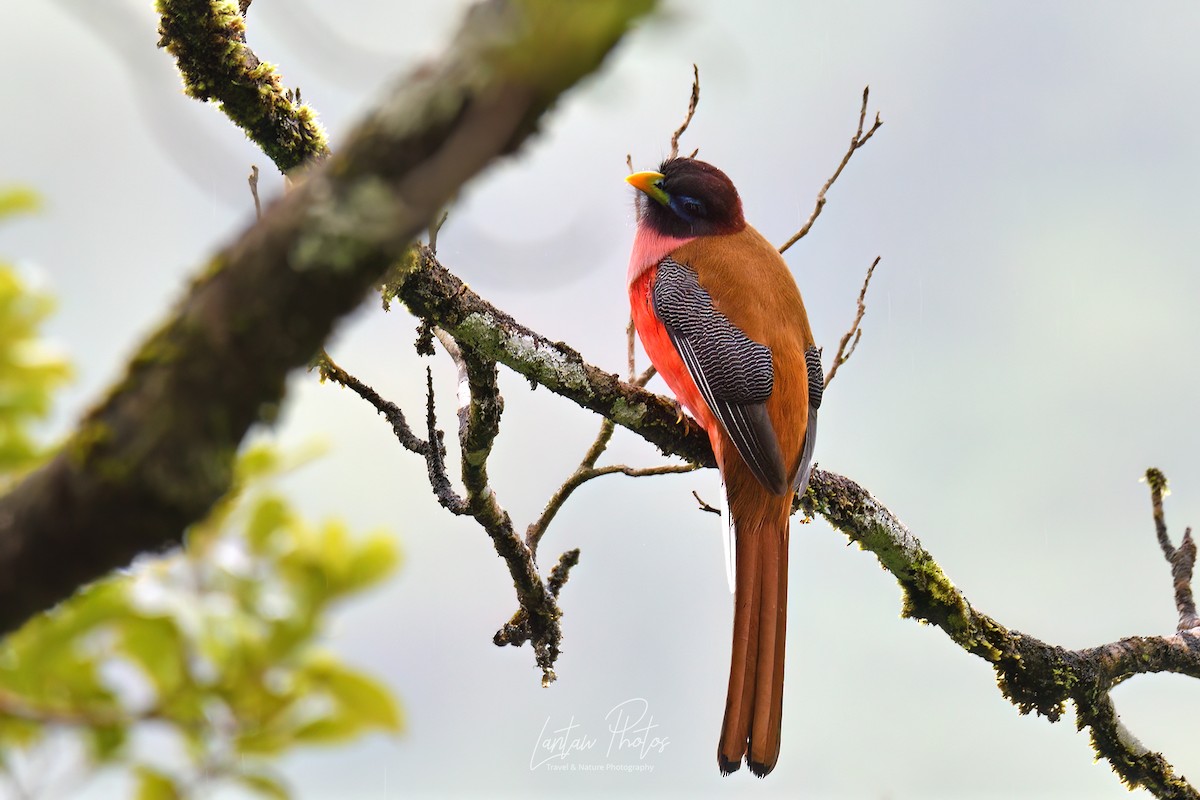 Philippine Trogon - ML525103611