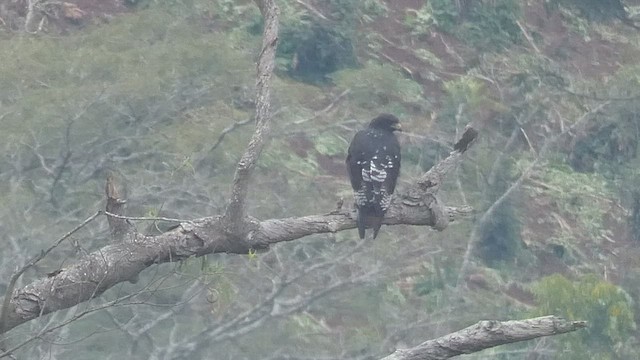 Augur Buzzard - ML525103631