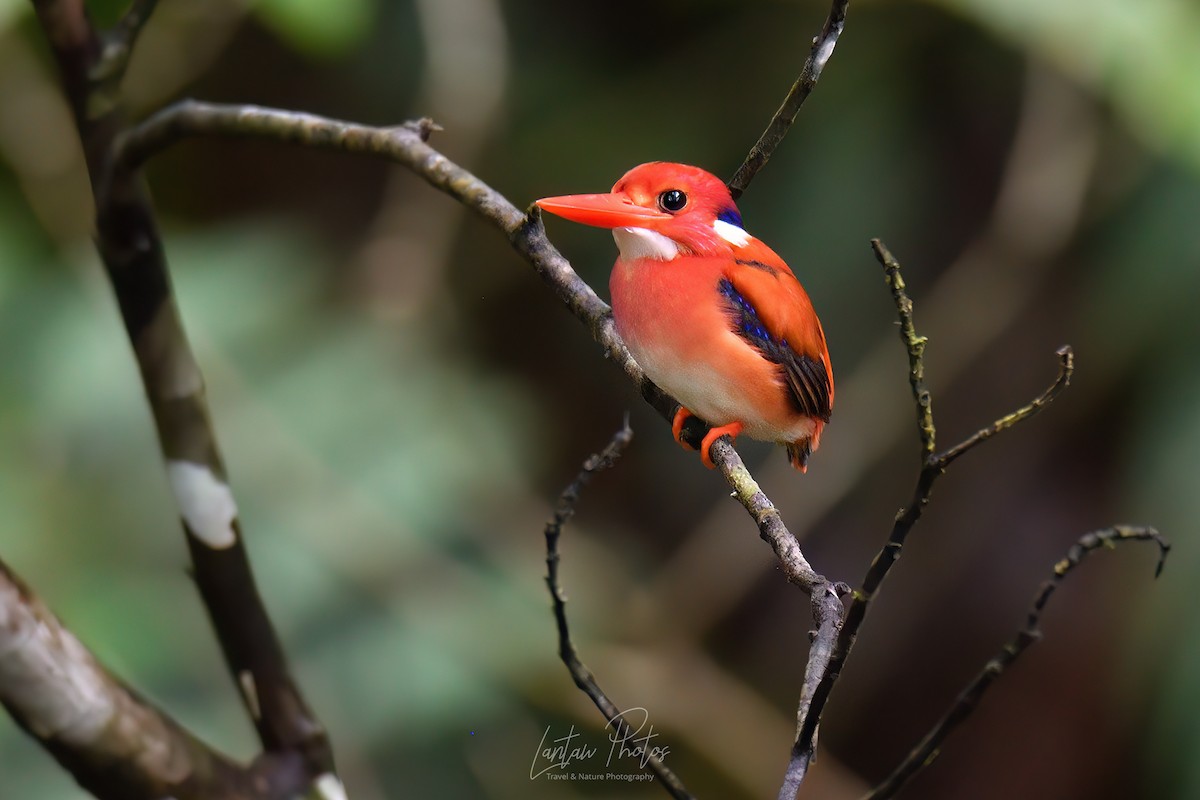 Philippine Dwarf-Kingfisher - Allan Barredo