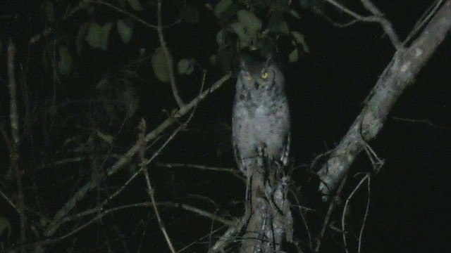Spotted Eagle-Owl - ML525103681