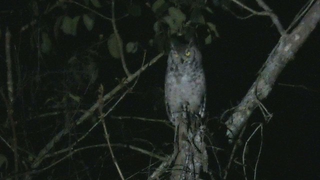 Spotted Eagle-Owl - ML525103681