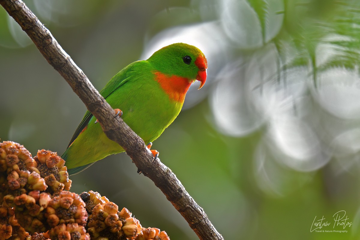 Philippine Hanging-Parrot - ML525103691