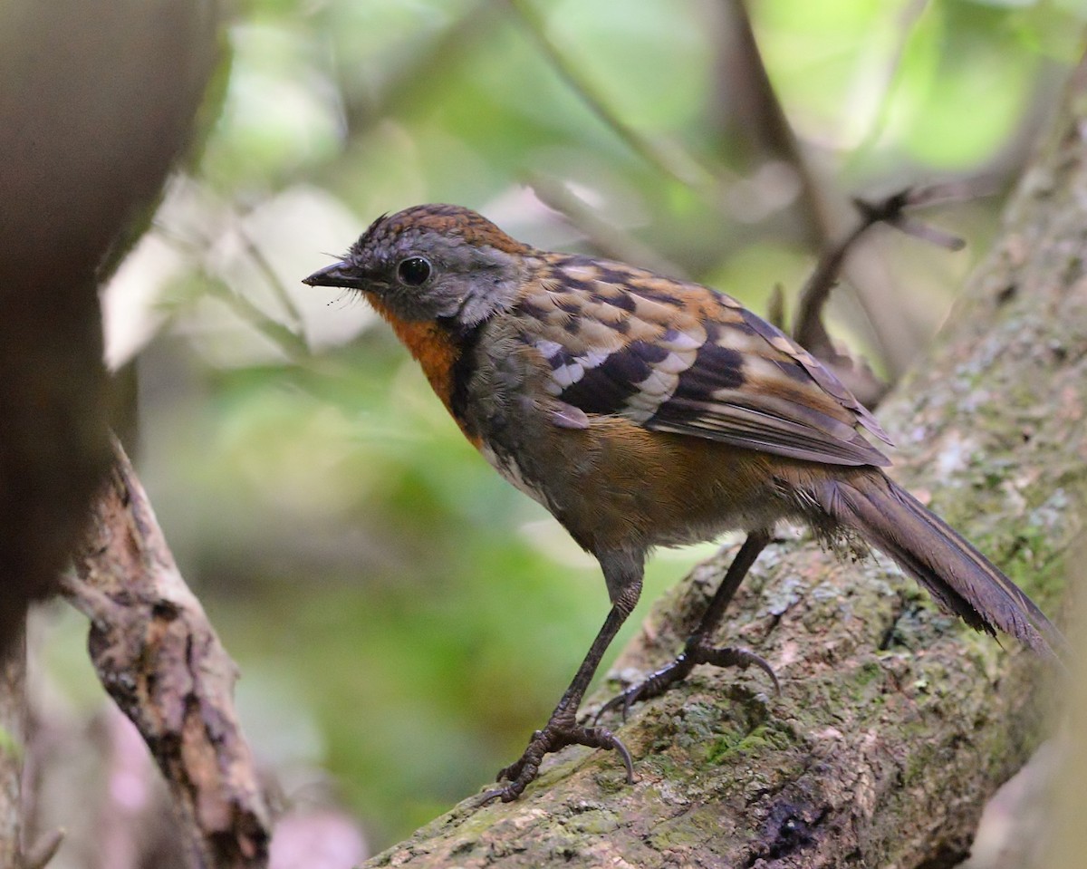 Australian Logrunner - ML525103801
