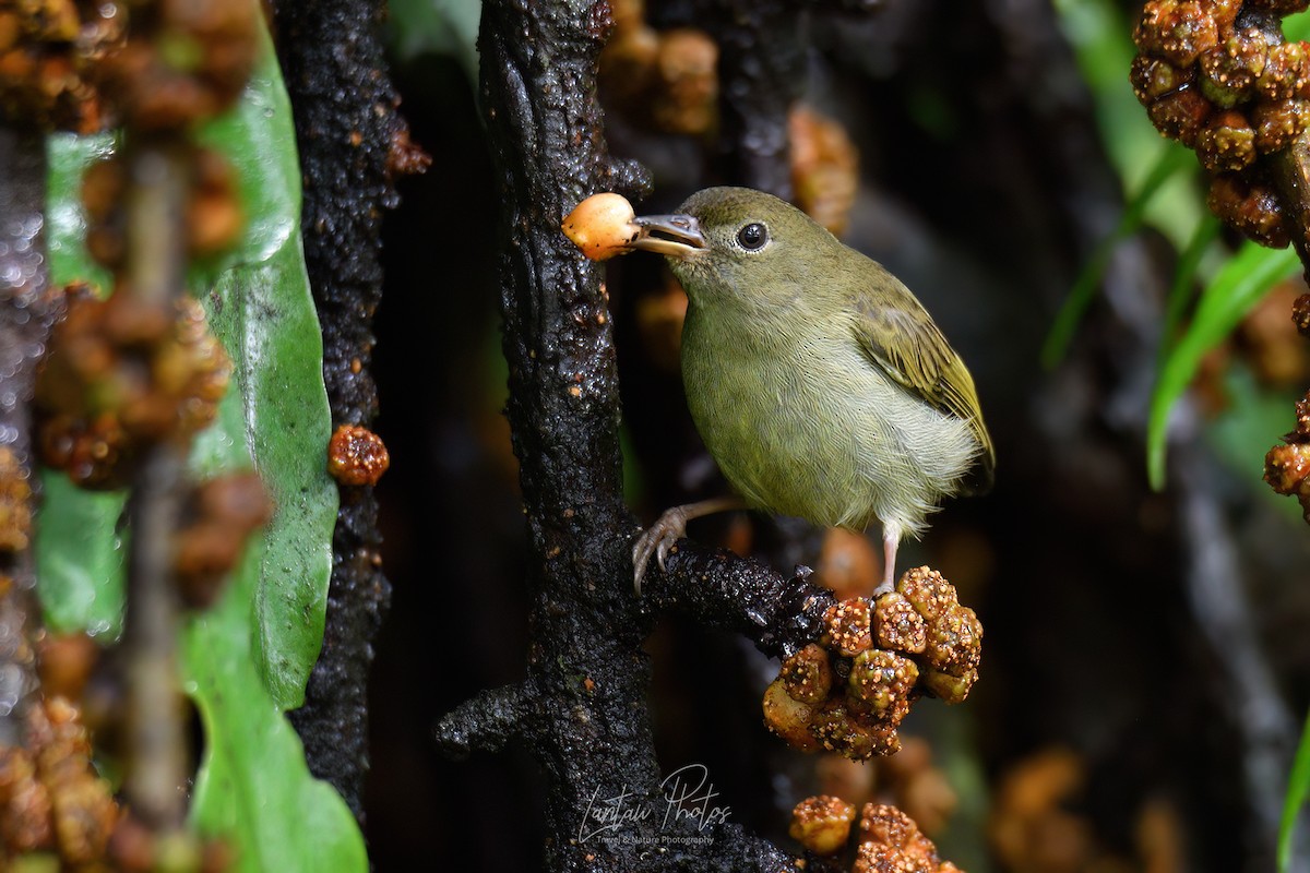 White-bellied Flowerpecker - Allan Barredo