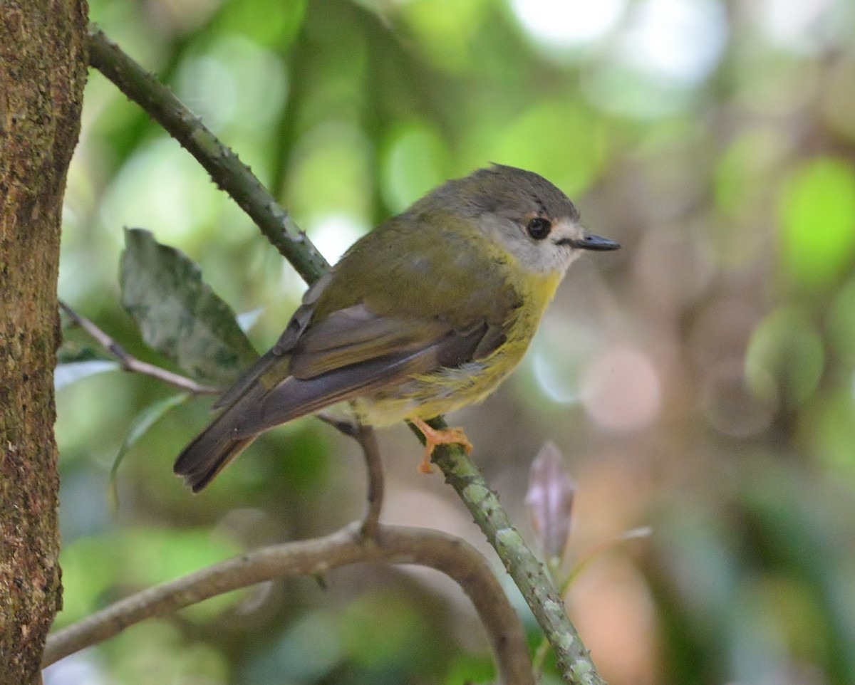Pale-yellow Robin - ML525103831