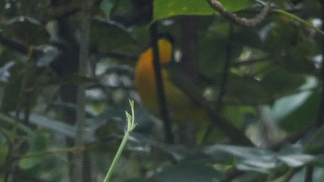 Black-fronted Bushshrike - ML525103881