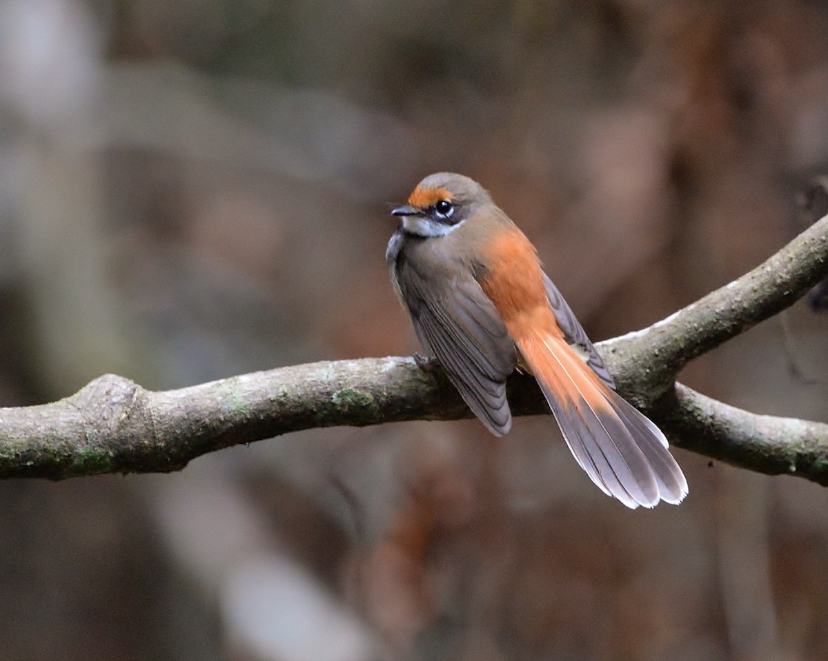 Australian Rufous Fantail - ML525103891