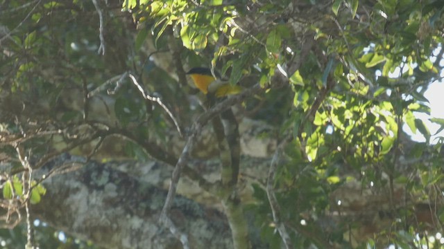 Black-fronted Bushshrike - ML525103901