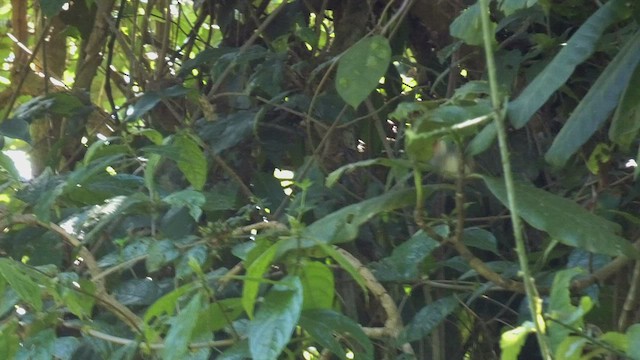 African Tailorbird - ML525103951