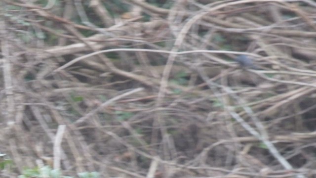 White-tailed Crested Flycatcher - ML525103971