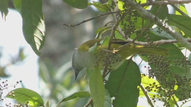 Bulbul à tête sombre - ML525104041