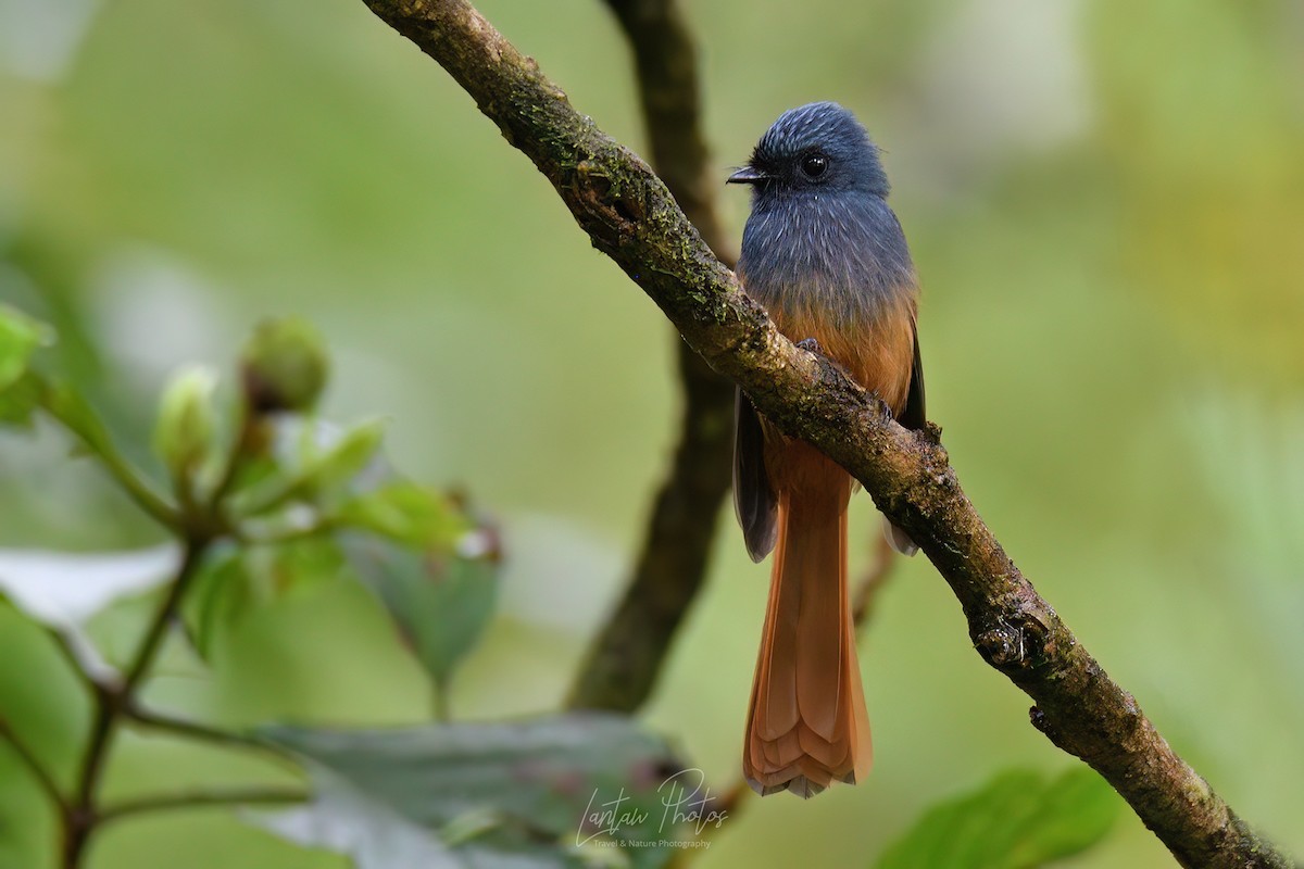 Blue-headed Fantail - ML525104091