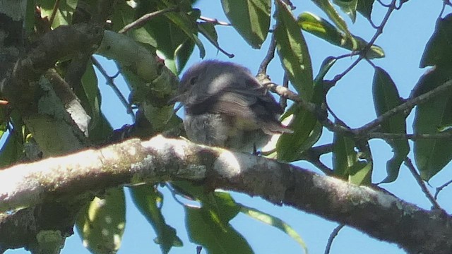 Ashy Flycatcher - ML525104141