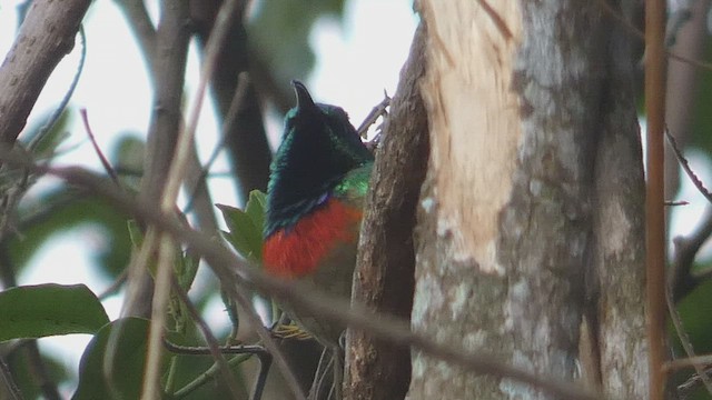 Usambara Double-collared Sunbird - ML525104201