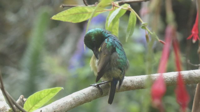 Usambara Double-collared Sunbird - ML525104221