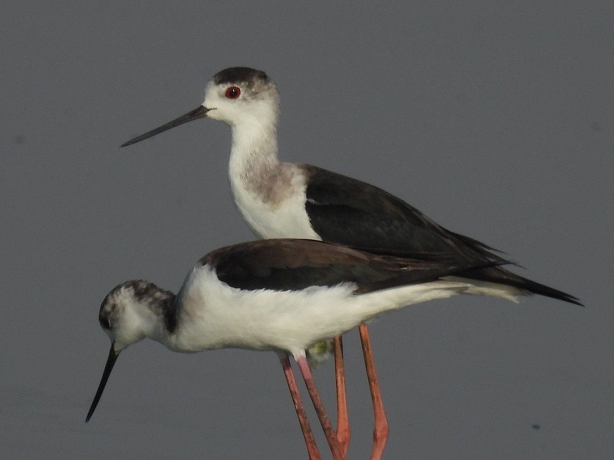 Black-winged Stilt - ML525104521