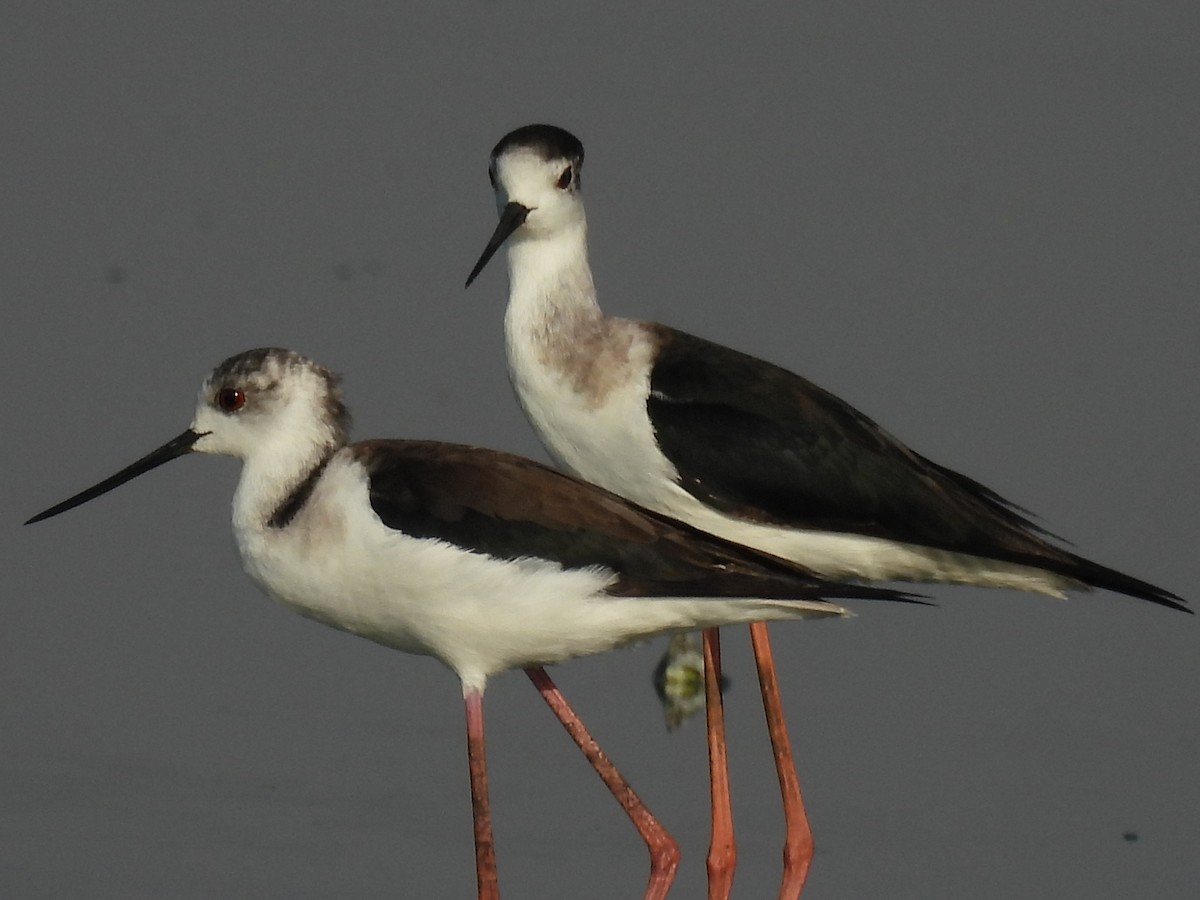 Black-winged Stilt - ML525104541